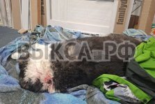 выкса.рф, В Выксе жестоко убили двух бездомных собак: очевидцы сообщают о зверском обращении